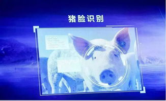 跨界風云 馬云、劉強東為何在豬價暴漲之際“卷”入養豬大業？